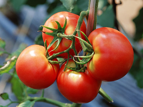 ギャバが豊富に含まれるトマト