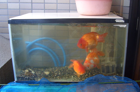 ６０ｃｍ水槽に入っている３匹の金魚