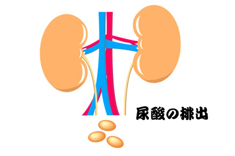 尿酸を排出している腎臓