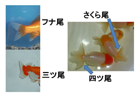 金魚の尾の形