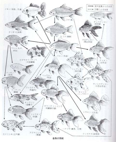 金魚の種類の系統図