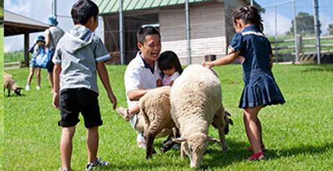 高千穂牧場で羊とふれあっている子供